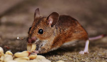 hospital-and-healthcare-facility-pest-management Experts in South Brunswick